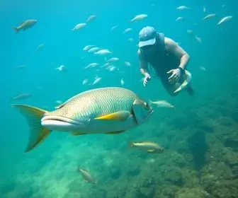peixes-leão